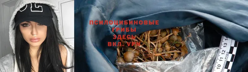 Галлюциногенные грибы Psilocybe  как найти   Истра 